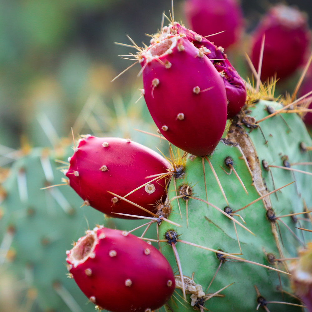 prickly pears